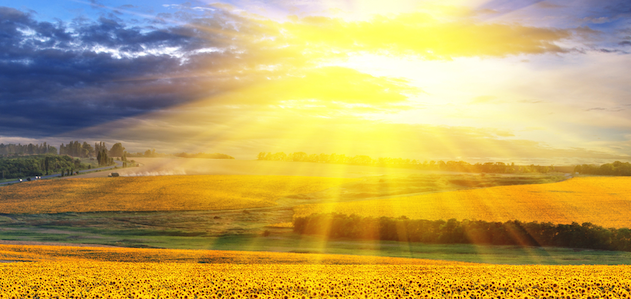 Sunshine-over-field-of-sunflowers