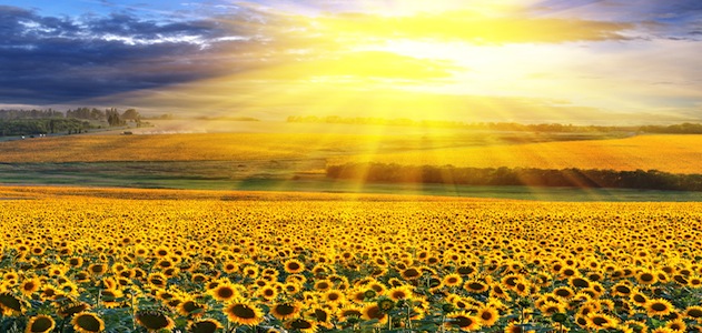 sunflower-field