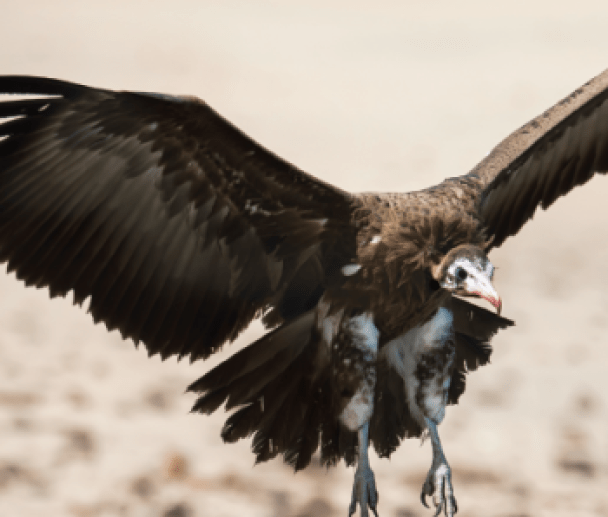 vulture_fraud