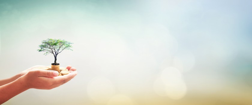 Investment and fund concept: Human hands holding stacks of golden coins and growth tree on blurred nature sunset background