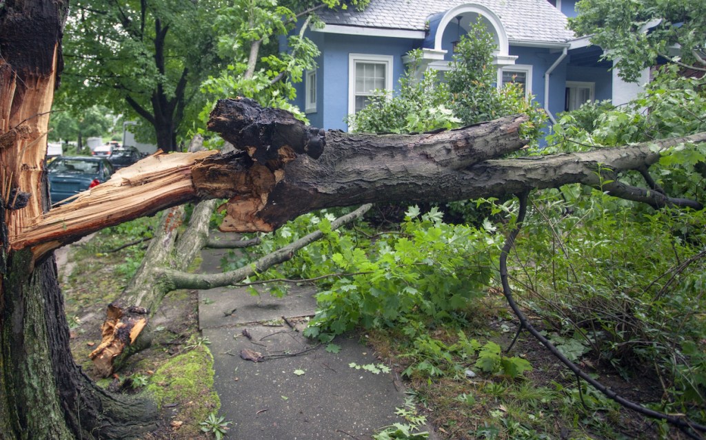 Fallen tree hurricane tornado storm devastation.