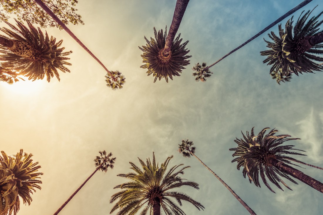 Los Angeles palm trees, low angle shot. Sun rays