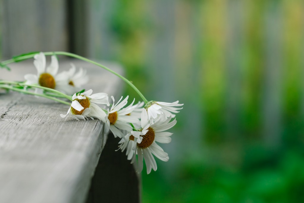 daisies lie on a wooden podium