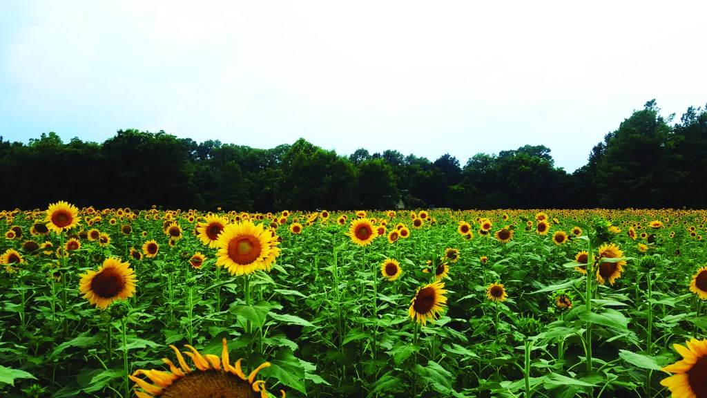 Close-up Of Yellow Flowers Growing In Field