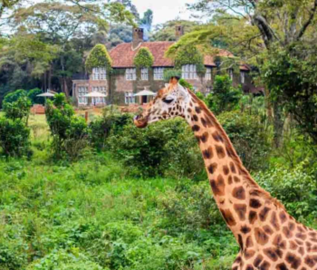 Giraffe and house