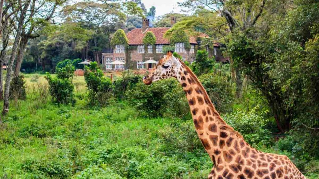 Giraffe and house