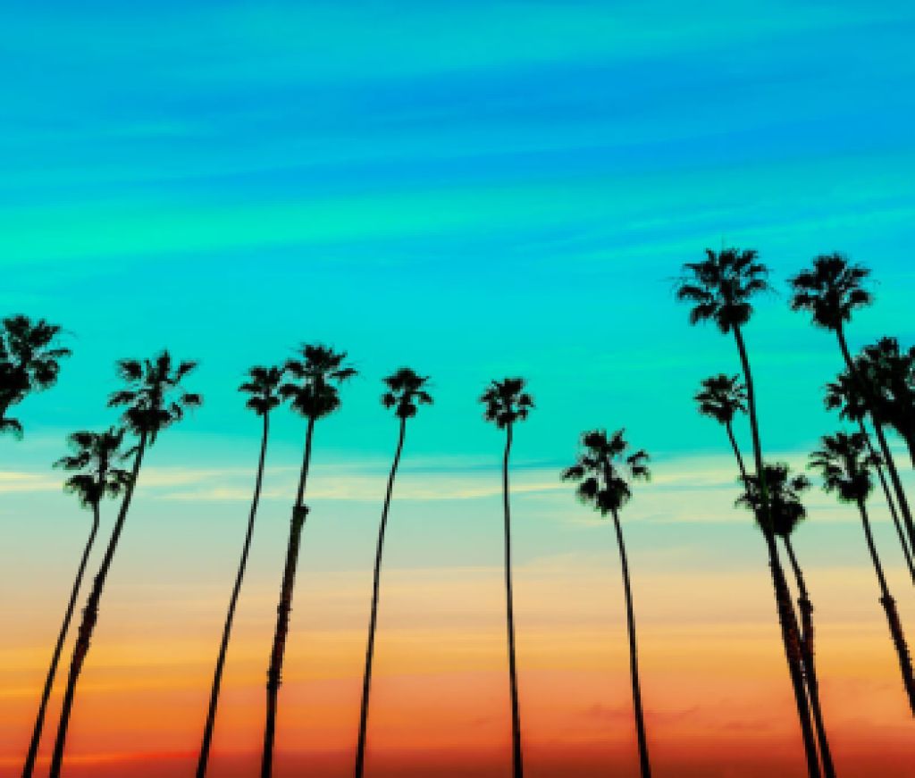 California Palm Trees