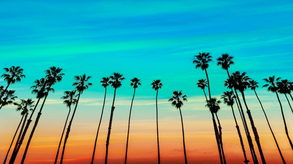 California Palm Trees