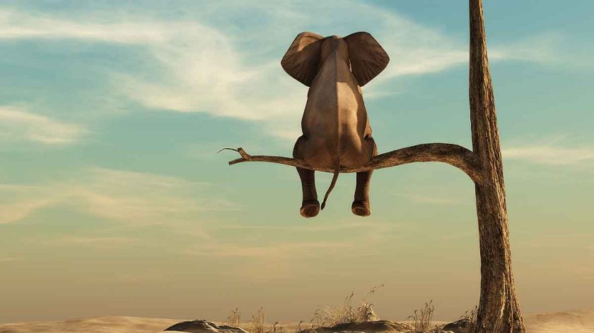 elephant-in-tree