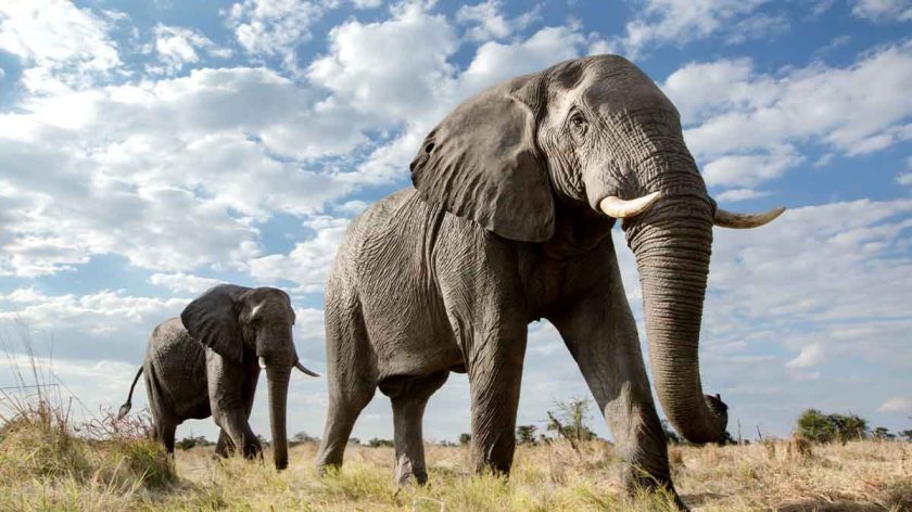 elephants