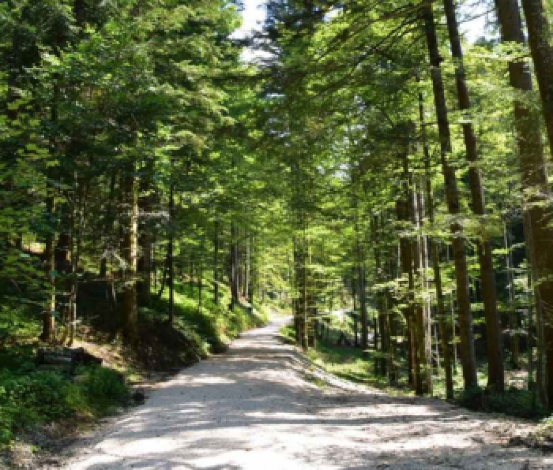naturepath-woods
