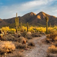 Sonoran desert in Scottsdale, Arizona