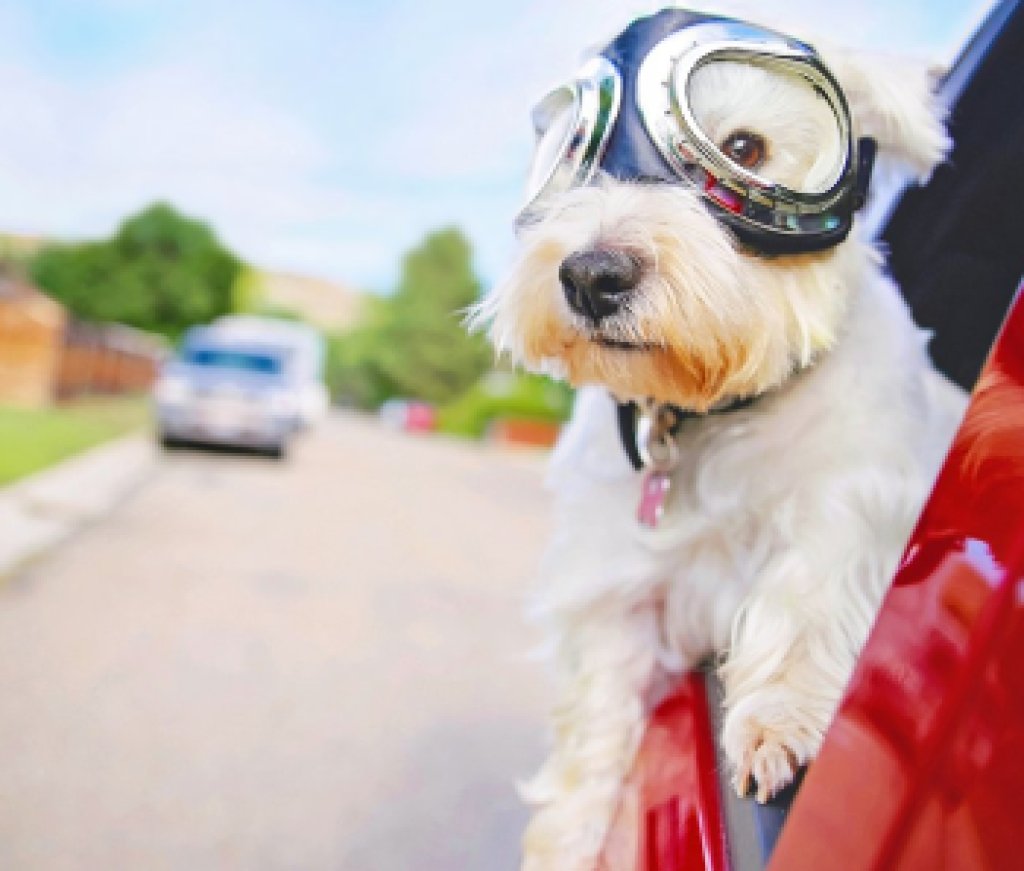 Aviator Dog