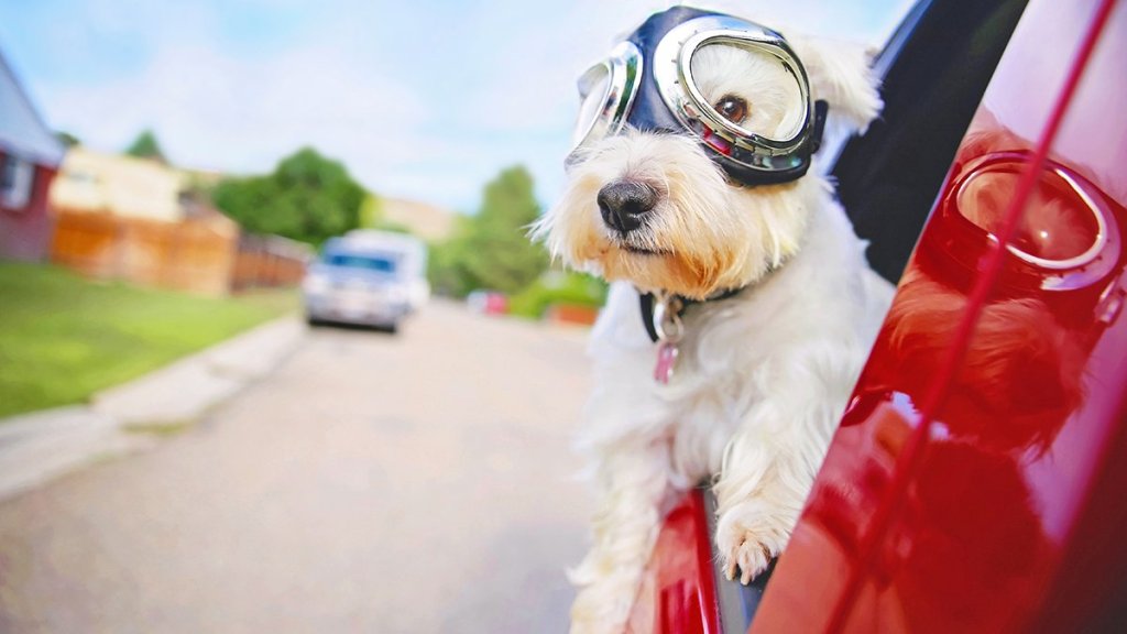 Aviator Dog - A white dog with aviator goggles on his way to a party in the car