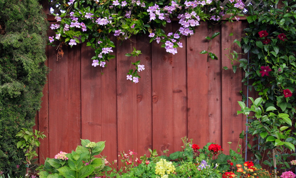 Fence-with-vines